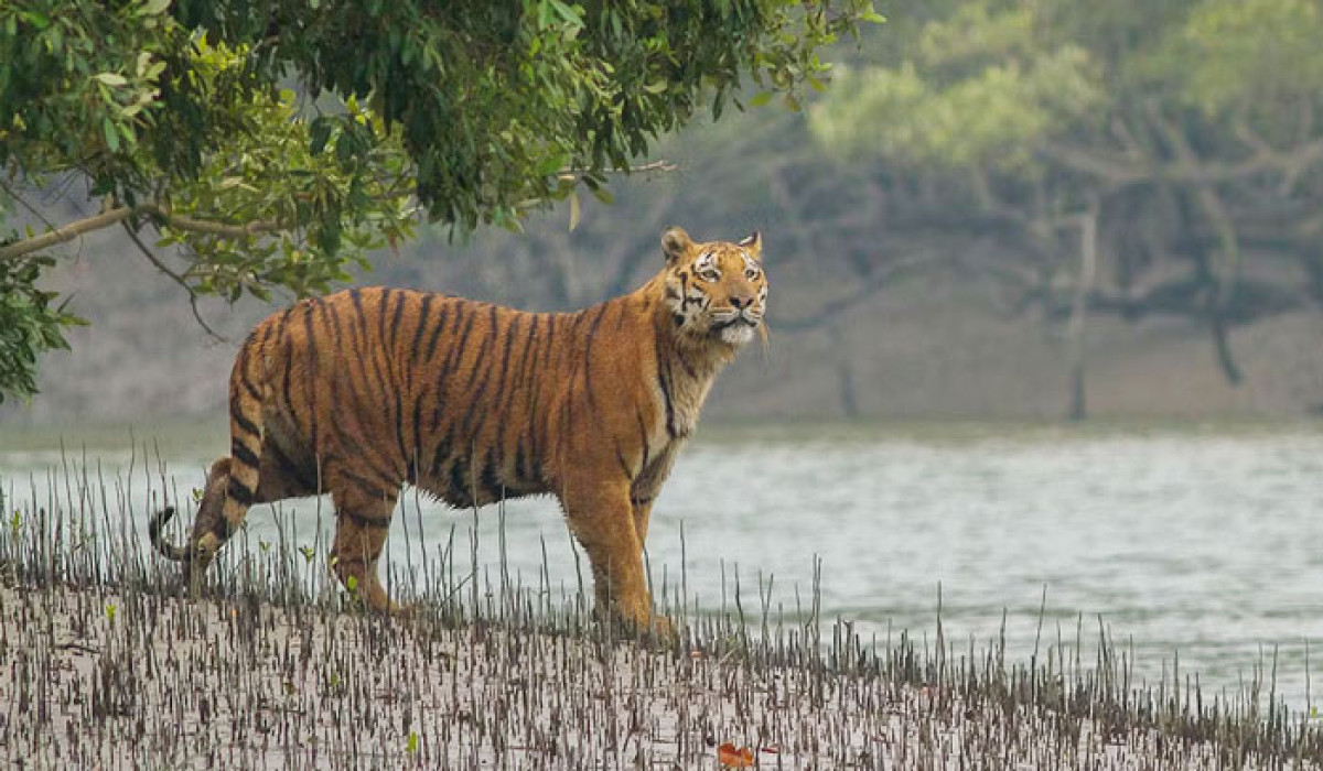 সুন্দরবনে বেড়েছে বাঘ