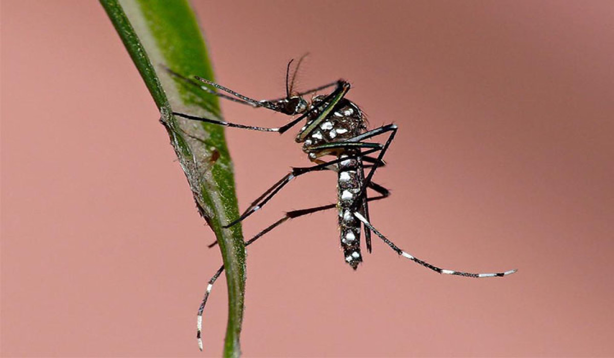 ডেঙ্গু: ২৪ ঘণ্টায় ২ জনের মৃত্যু, হাসপাতালে ৪৫৮