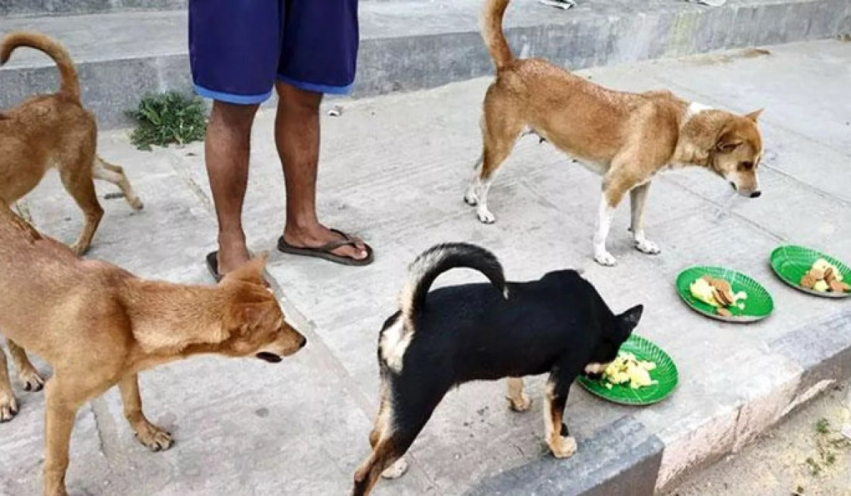 ১৫টি কুকুরকে ৩ মাস খাওয়ানোর শর্তে আসামির মুক্তি