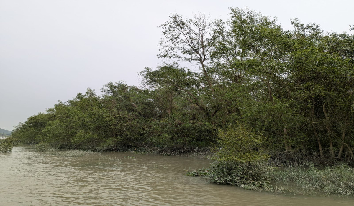 Mangrove Forests Are Expanding Along the Freshwater Halda River!