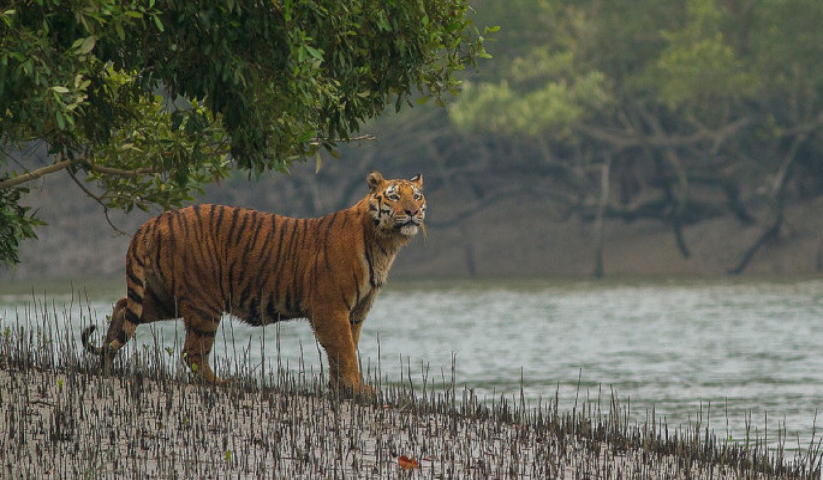 সুন্দরবনের ১০ কিলোমিটার এলাকায় নতুন শিল্পপ্রতিষ্ঠান স্থাপনে নিষেধাজ্ঞা