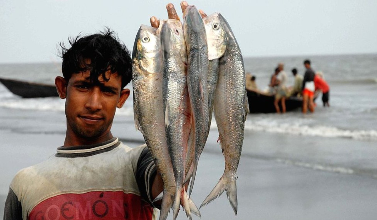 ৪ অক্টোবর থেকে ২২ দিন ইলিশ ধরা বন্ধ